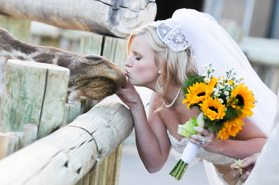 bride kissing a giraffe - the cutest | Cheyenne Mountain Zoo wedding | photo by Trystan Photography