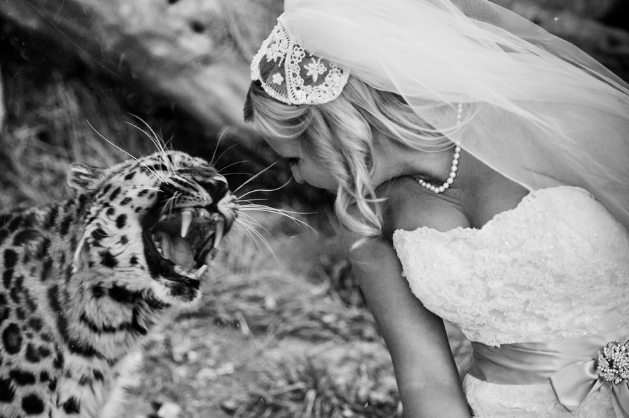 colorado-zoo-wedding-102813-14-leopard.jpg