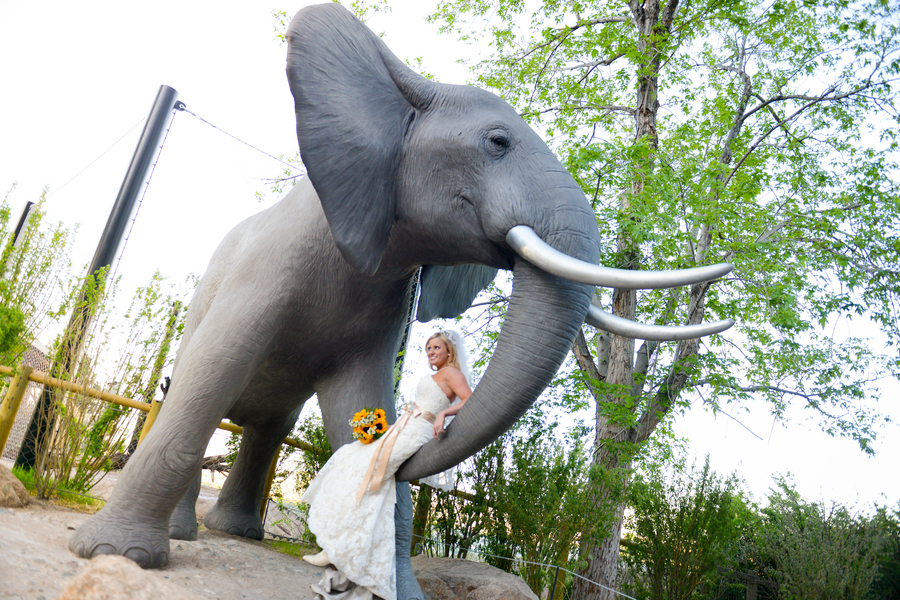 such a fun photo of a bride sitting on an elephant | Cheyenne Mountain Zoo wedding | photo by Trystan Photography