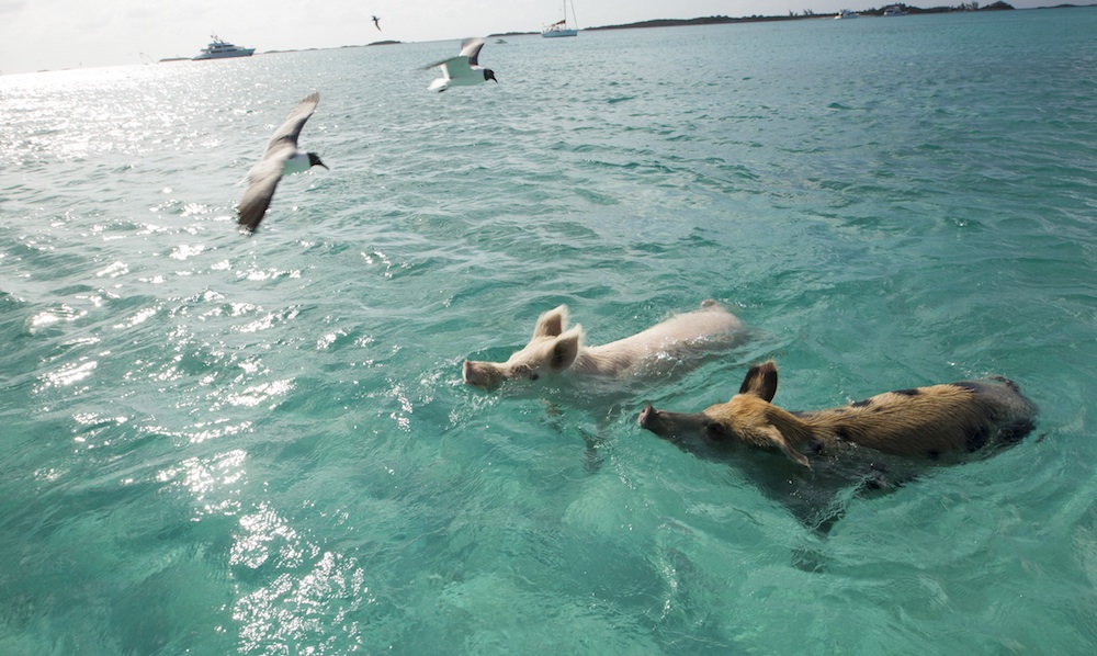 A One-of-a-Kind Wedding and Honeymoon Experience in Exhumas, Bahamas is Swimming with the Pigs / as seen on www.BrendasWeddingBlog.com