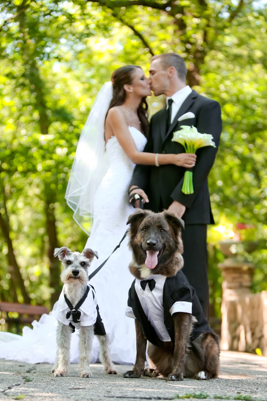 White Ring Bearer Dog Collar & Leash - Apparel Accessories - 1 Piece -  Walmart.com