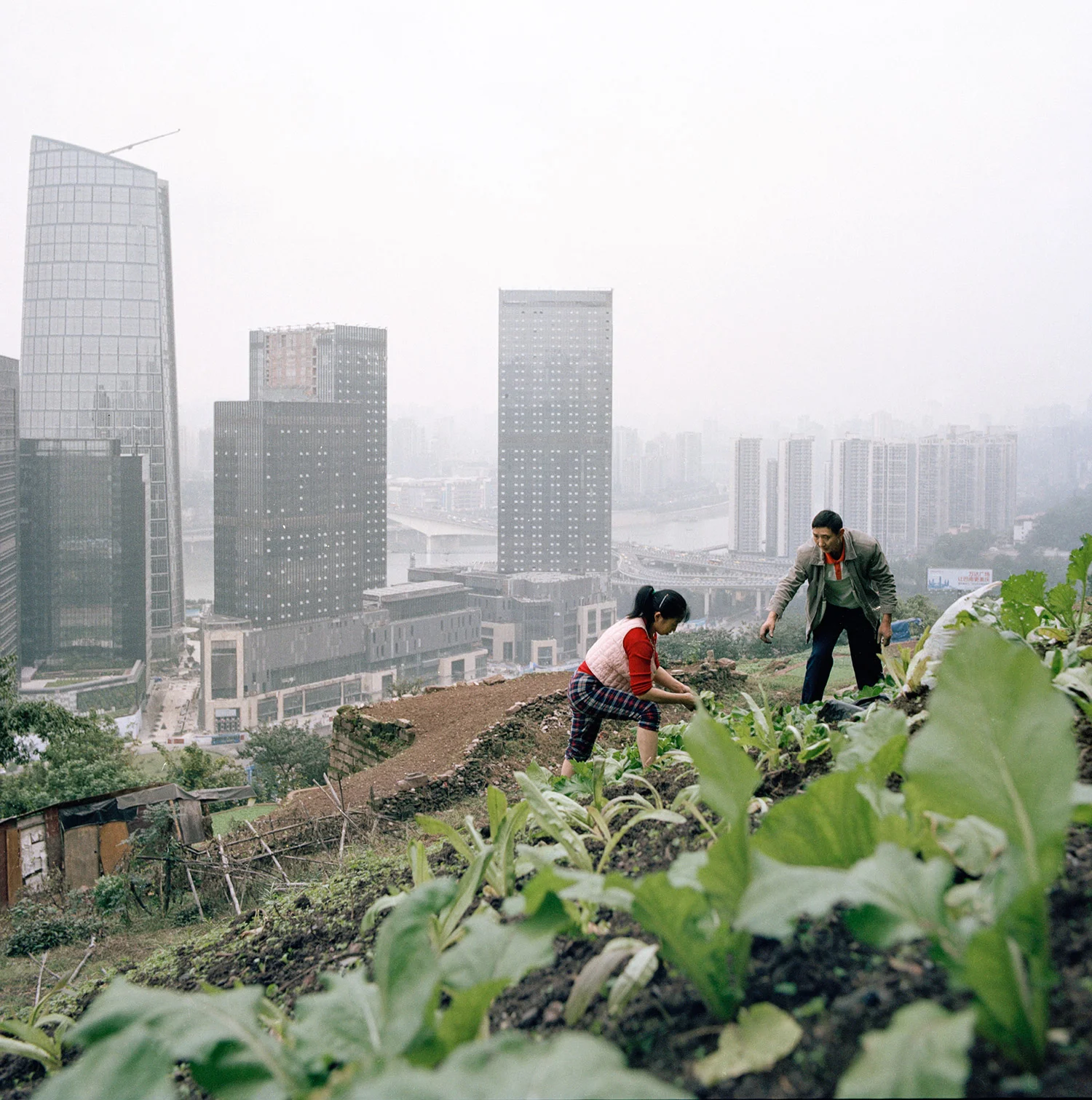 Huang Chunying and her husband work barefoot on a land above the new business developments of the Tiandi Project.