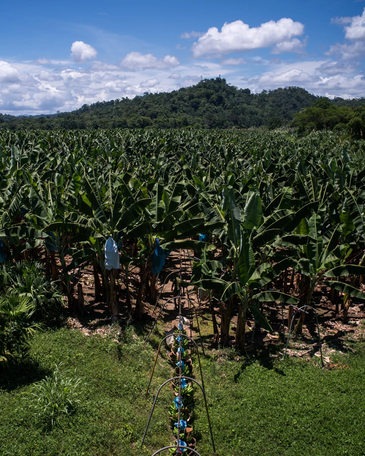 costa-rica-9563.jpg