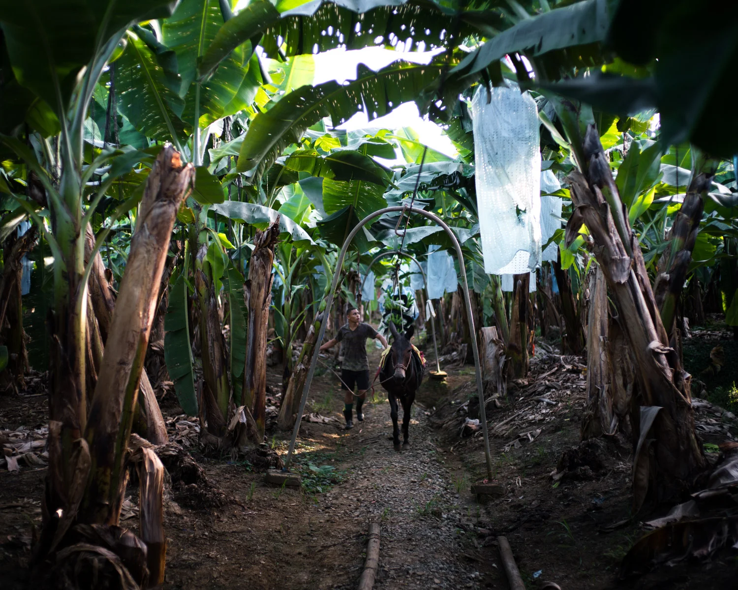costa-rica-9468.jpg