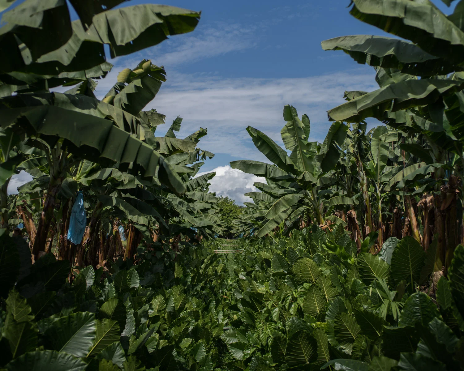 costa-rica-banana-trade-8829.jpg