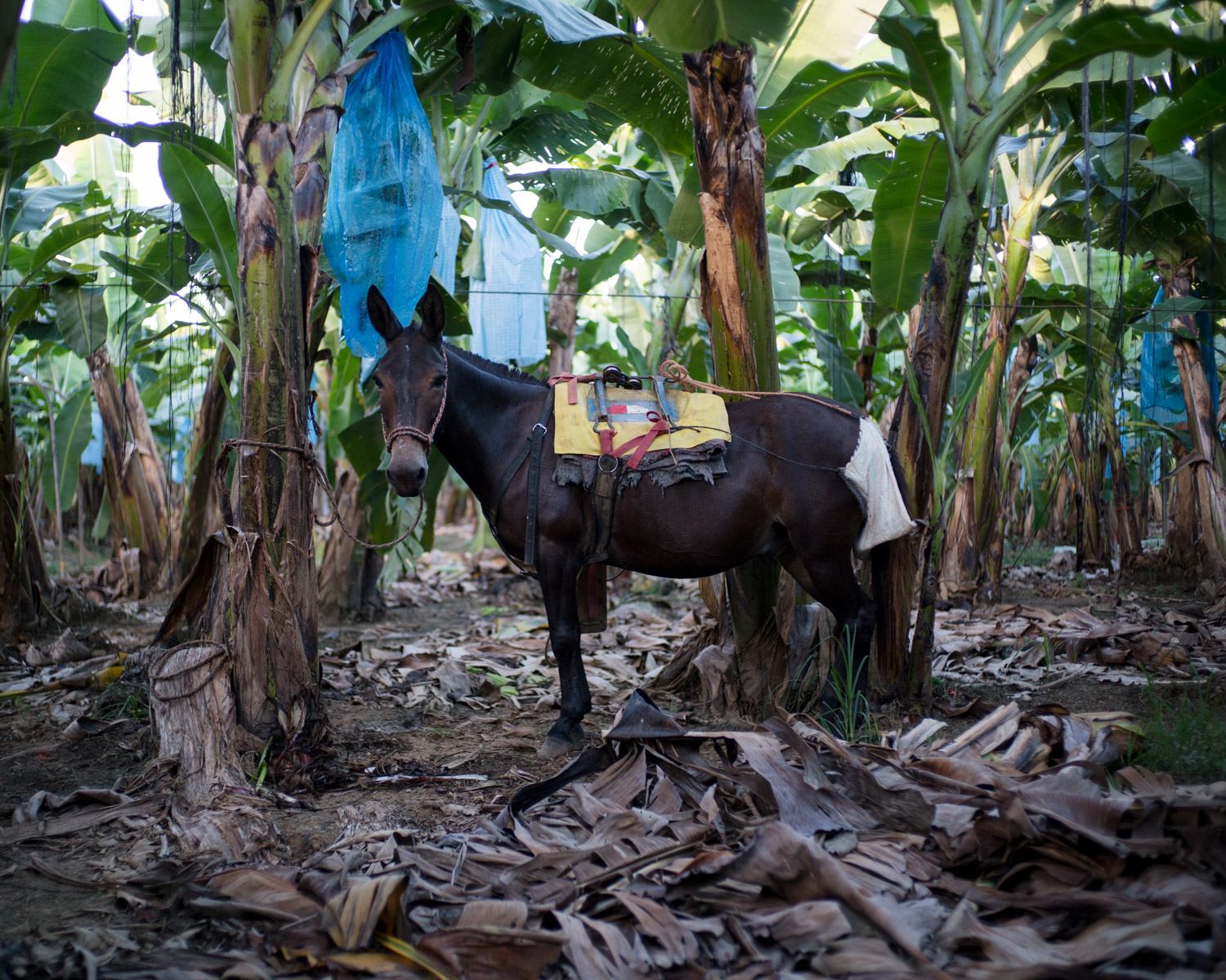 costa-rica-banana-trade-9314.jpg