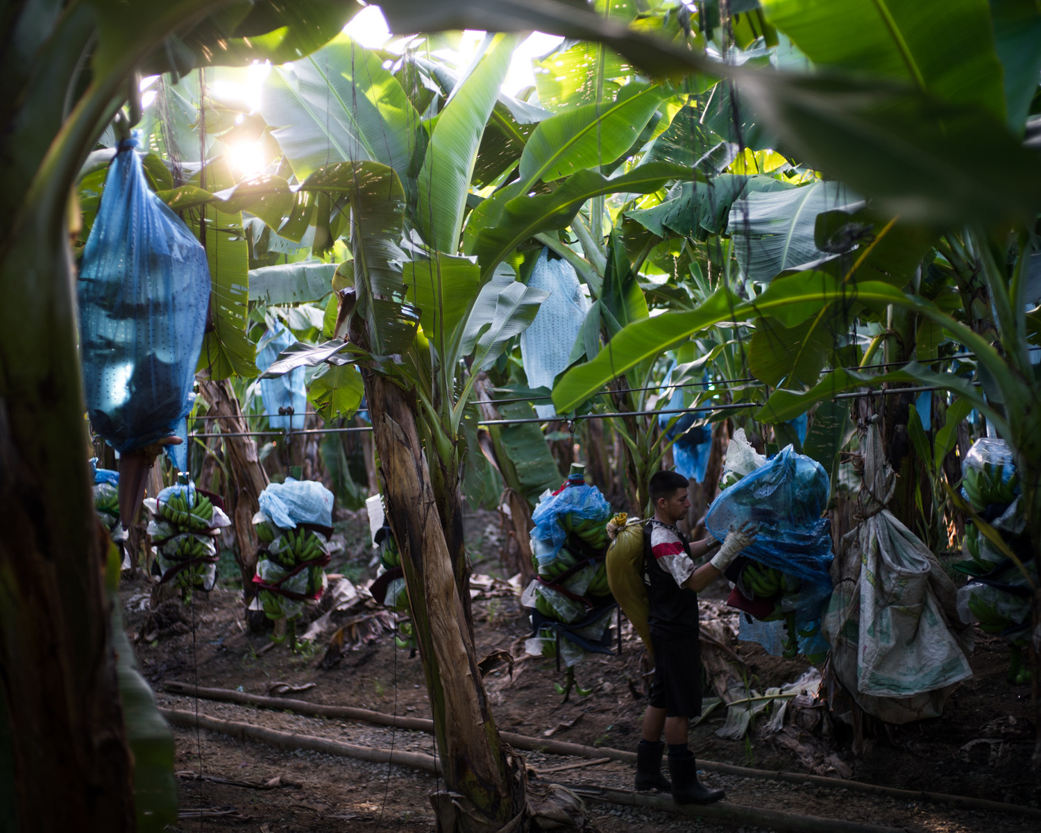 costa-rica-banana-trade-9448.jpg