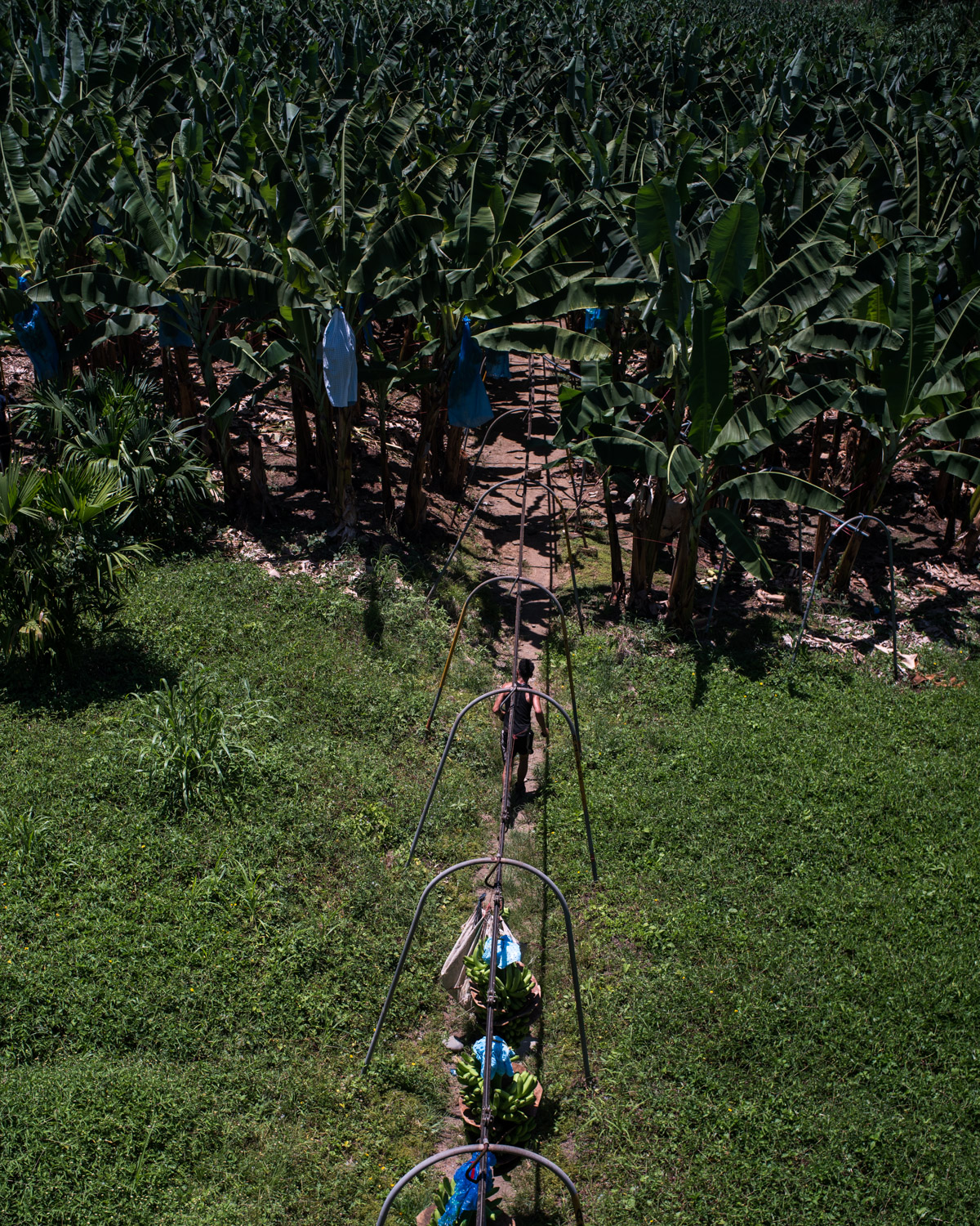 costa-rica-banana-trade-9574.jpg