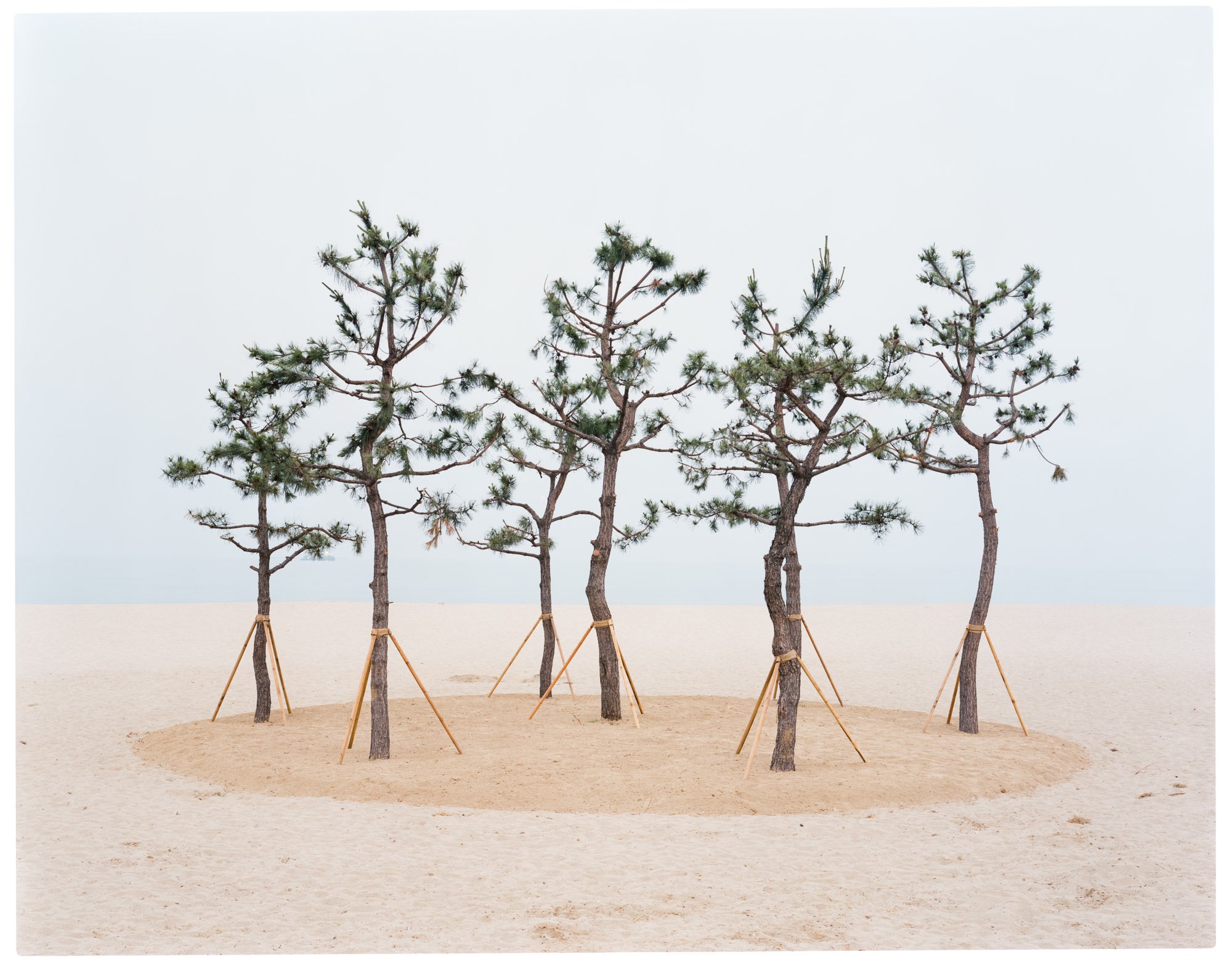 Trees panted on beach on the east coast of South Korea 