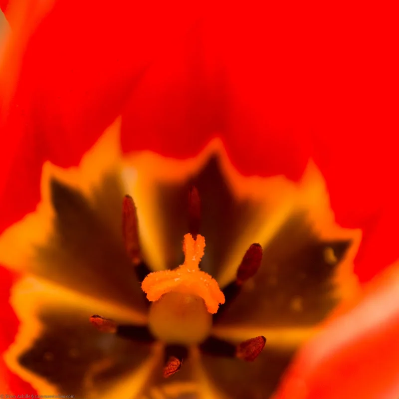 Tulip I - BA.jpg