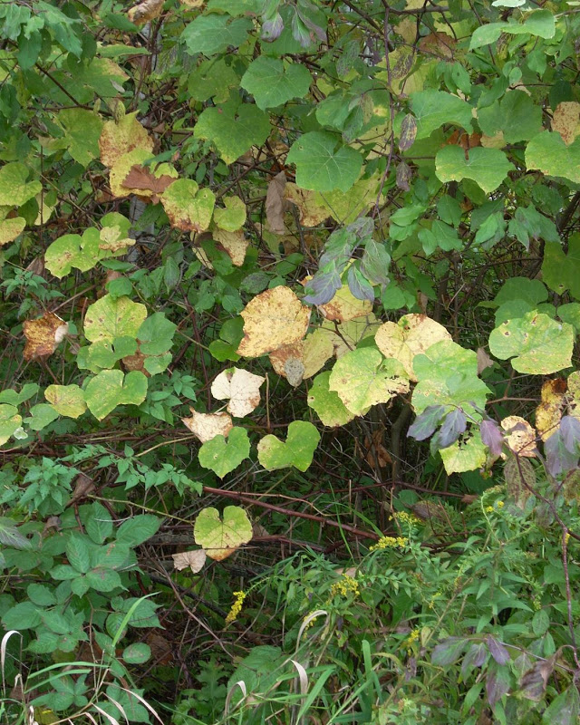 Always Returning - JD.JPG