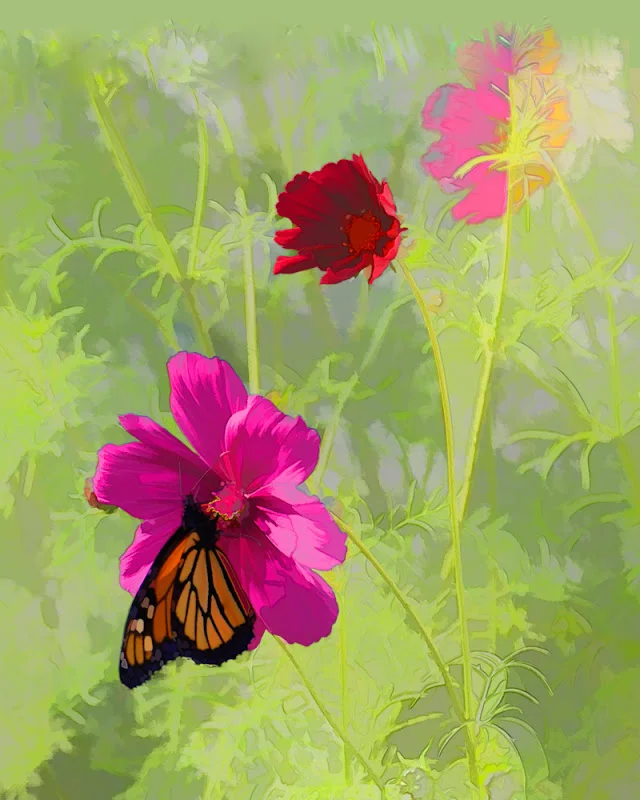 Butterfly - WM.jpg