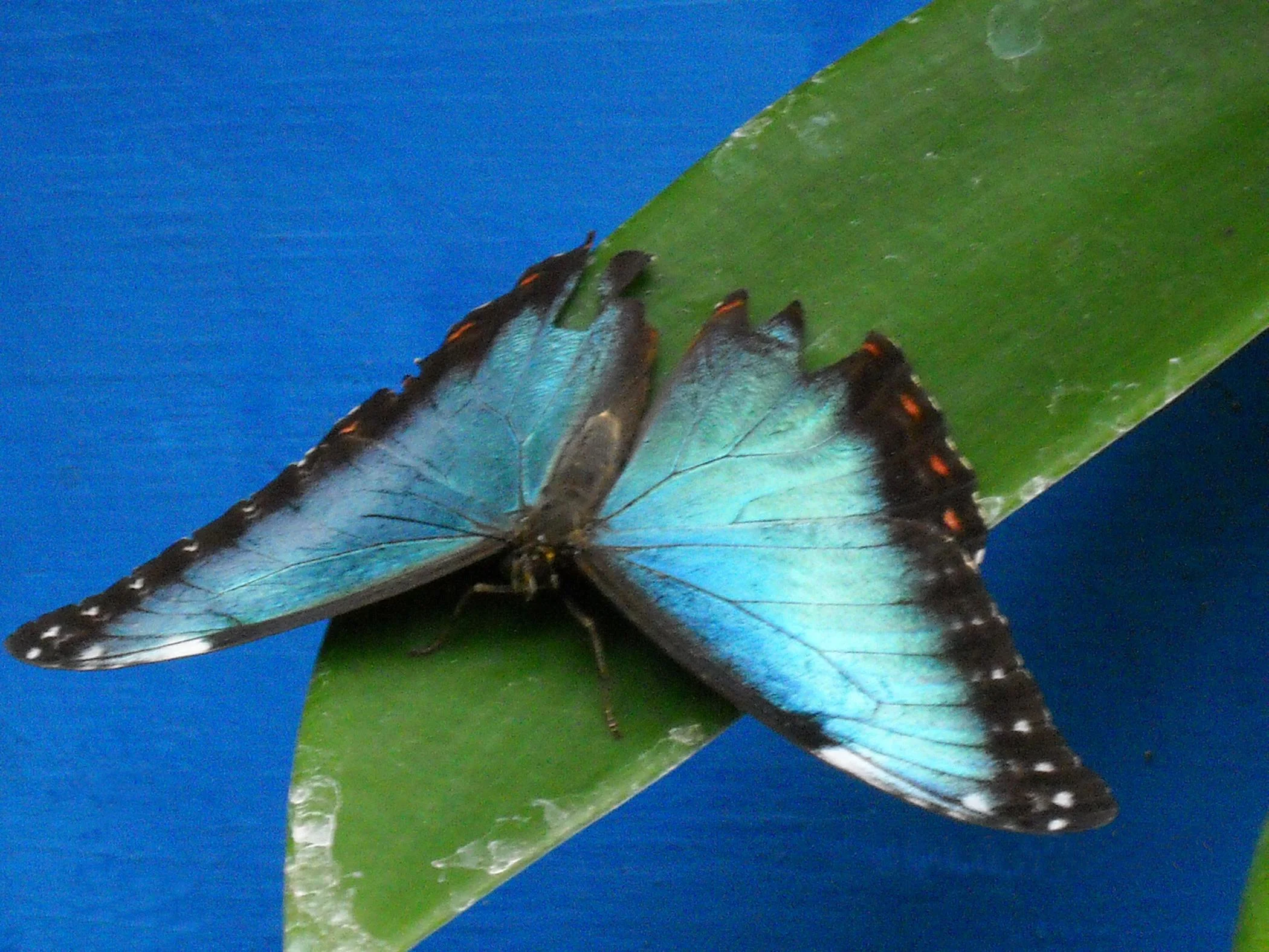 Butterfly2.jpg