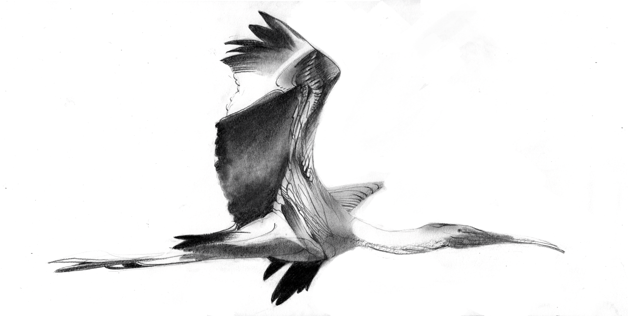 Drawing European White Stork Sketch Bird Stock Illustration 1538166701 |  Shutterstock