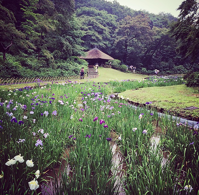 meiji jingu iris garden in bloom