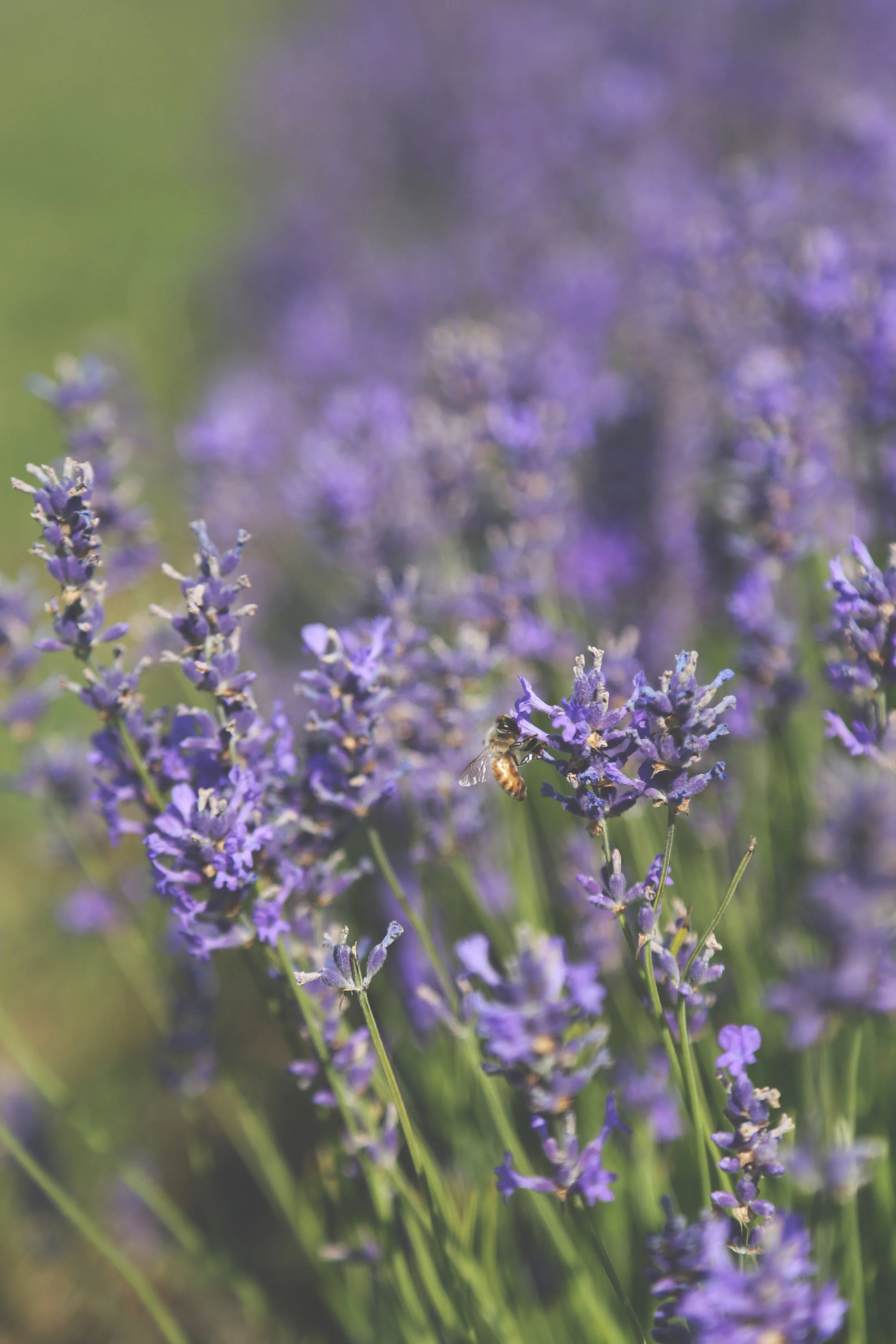 Also on Washington Island sits a lovely little lavender farm. I. Love. Lavender. Did you know lavender caramels are delicious?
