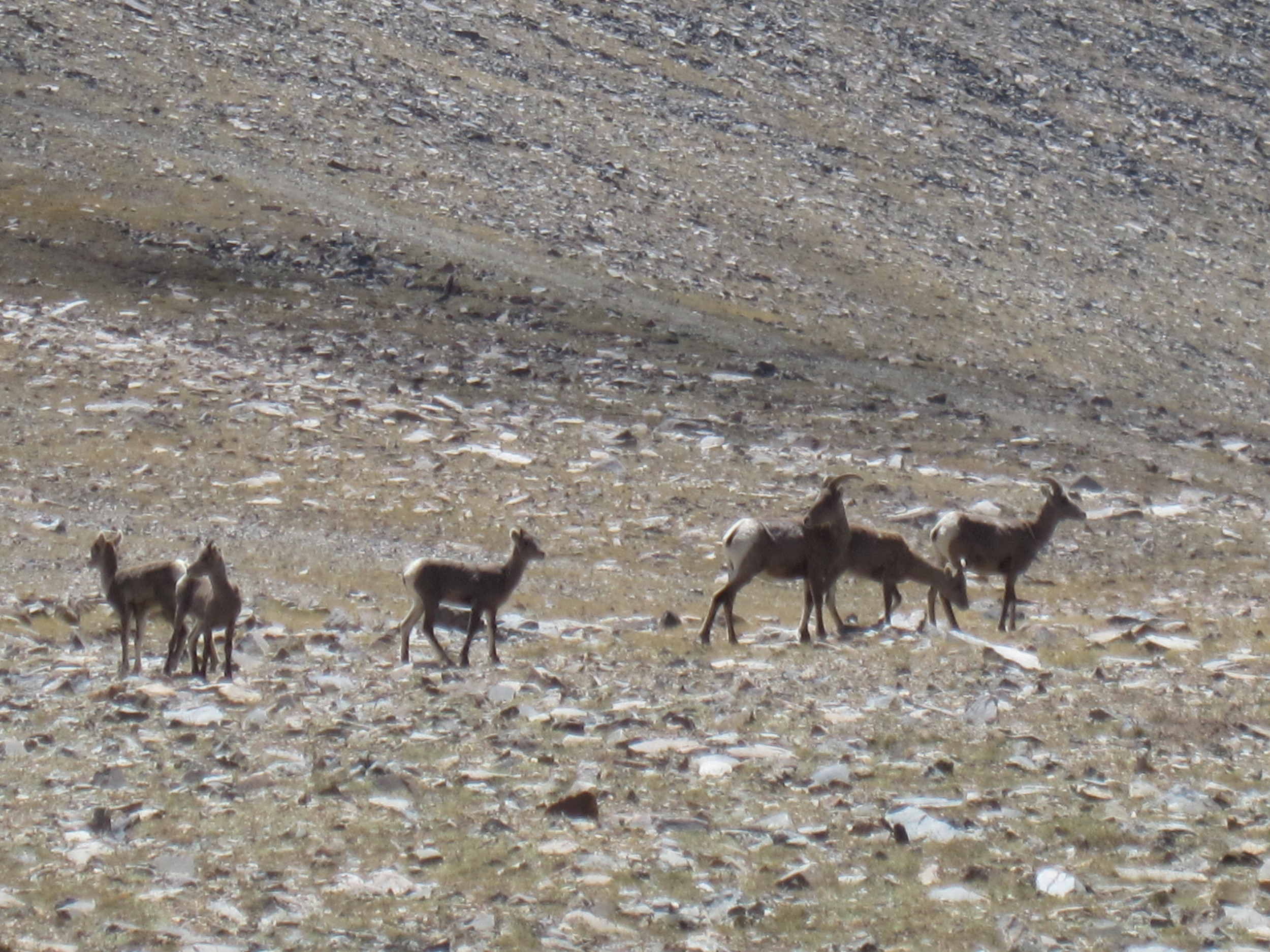 White Mountain, 14,252'