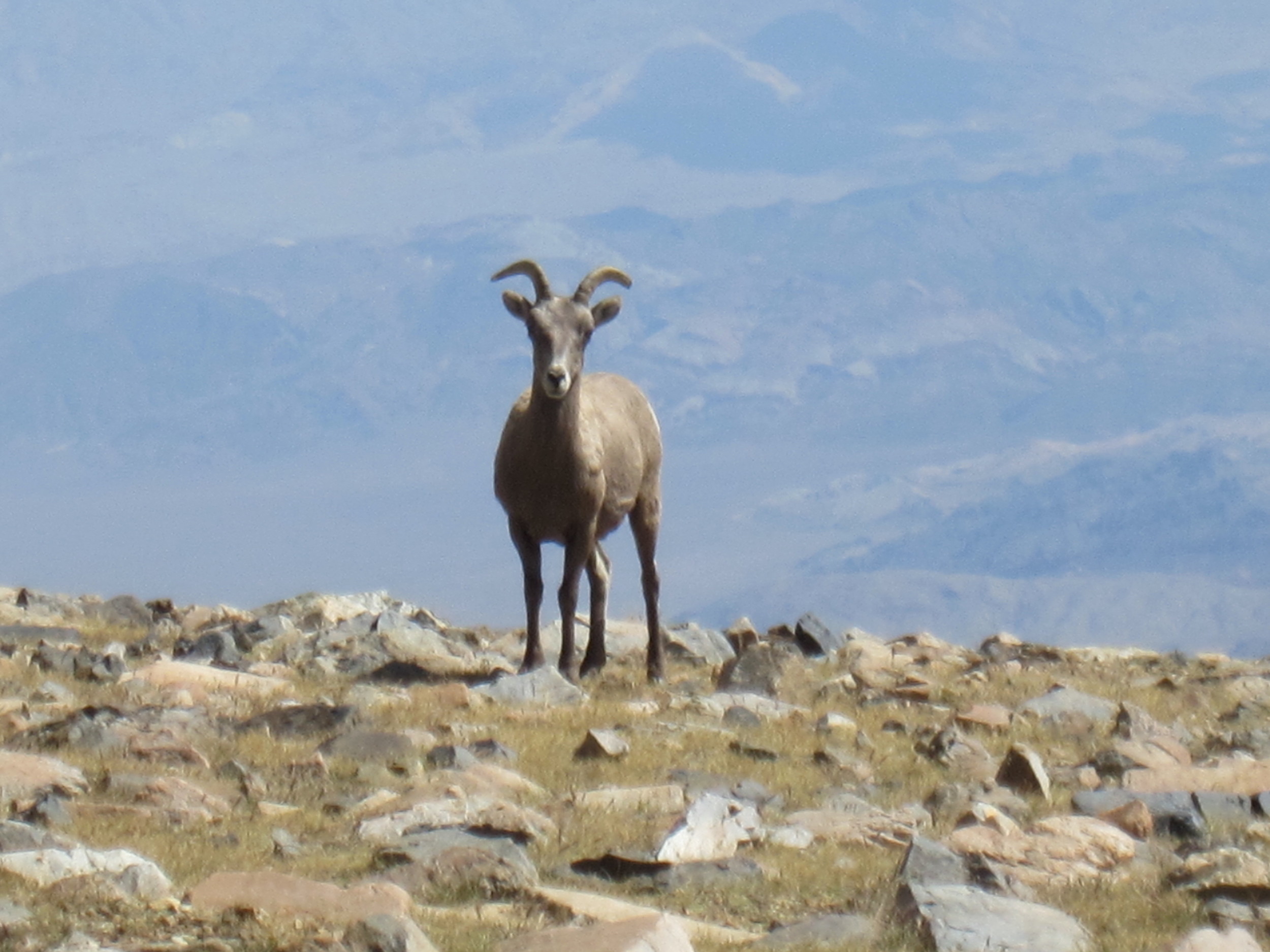 White Mountain, 14,252'