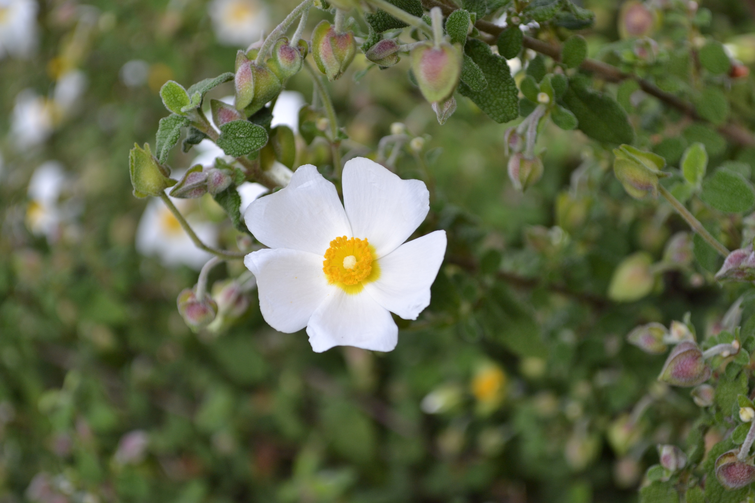 Hortense Miller Garden