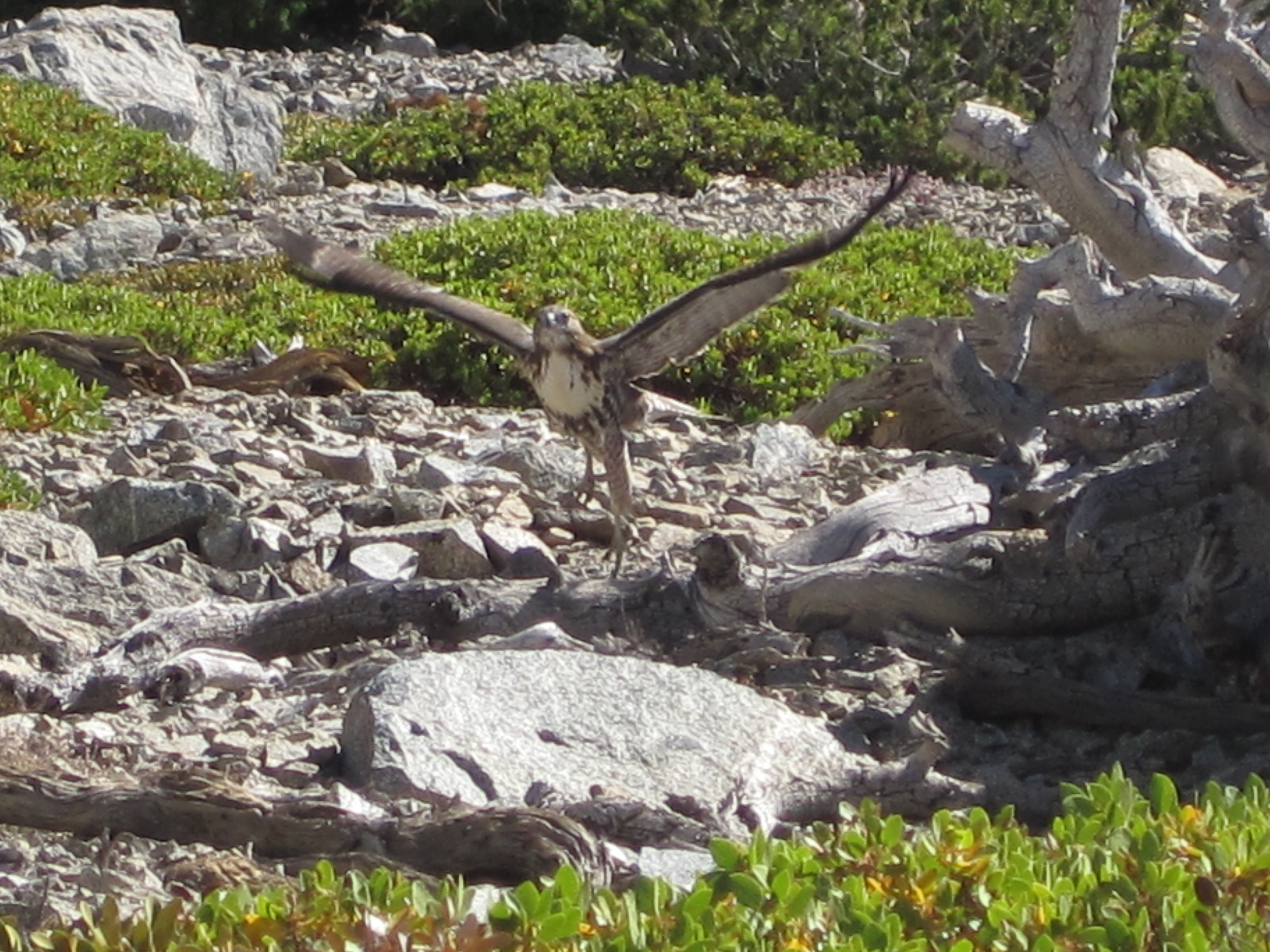 Mt Baldy Photos