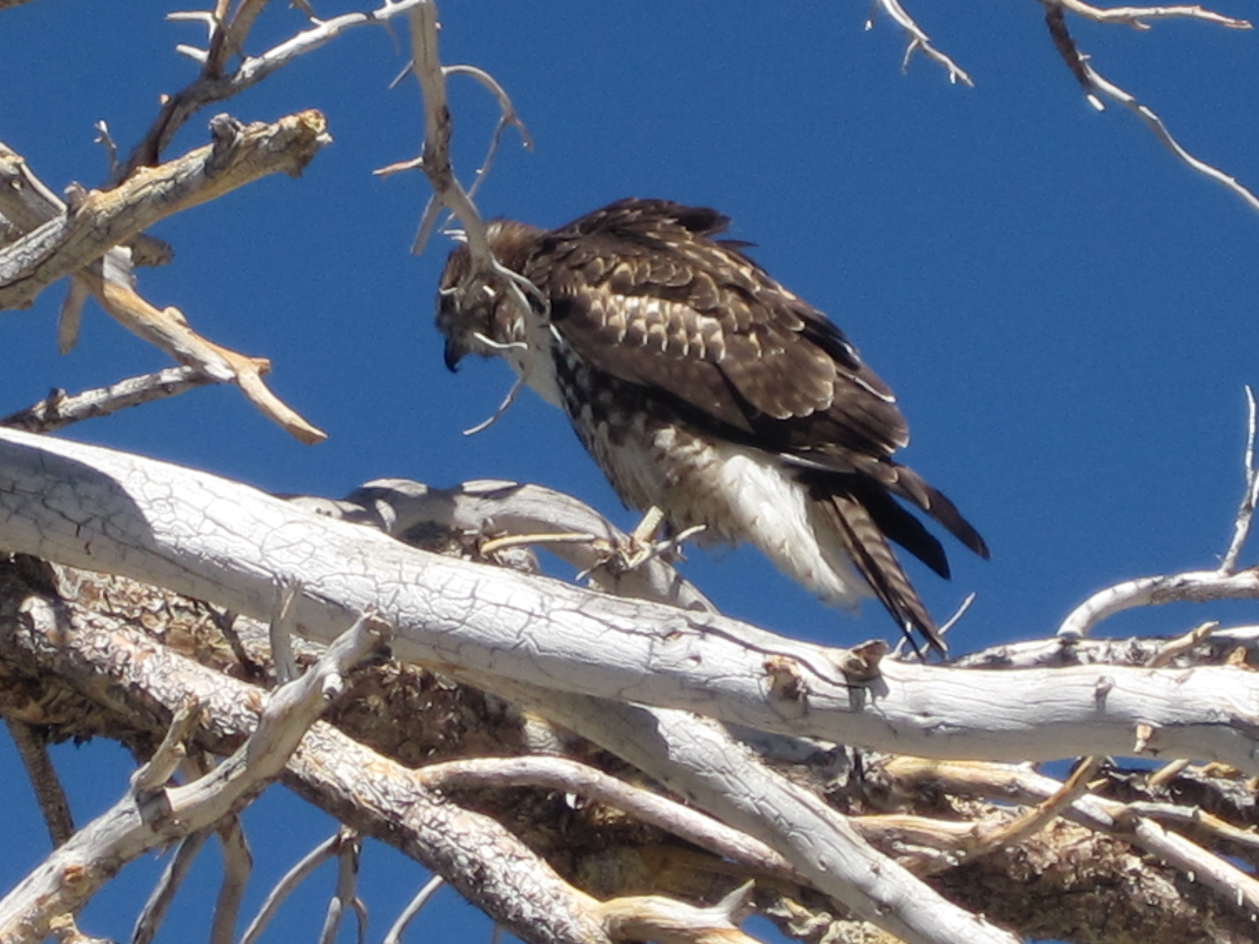 Mt Baldy Photos