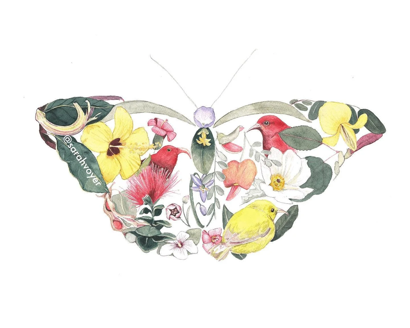 Pulelehua 🌱my watercolor was accepted into this year&rsquo;s Mālama Wao Akua show for @eastmauiwp at @huinoeau. Every flower and bird in this painting is endemic to Maui. A lot of time and research went into this one! The opening reception is this F