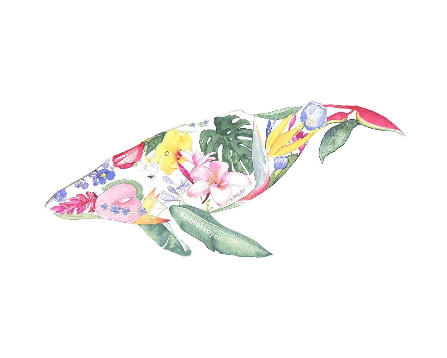 My newest Humpback painting is available 🐋🌺 8 x 10 prints are up on my site!  The original is also available, email me if you&rsquo;re interested info@sarahvoyer.com