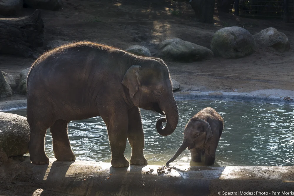 Melbourne Zoo Elephant Enclosure Client: Zoos Victoria Est. Project Budget: $10,000,000 Elephant enclosure and associated structures and civil works