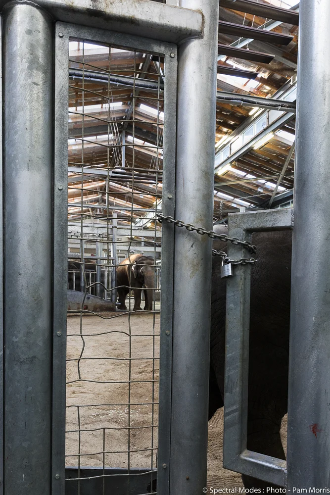 Melbourne Zoo Elephant Enclosure Client: Zoos Victoria Est. Project Budget: $10,000,000 Elephant enclosure and associated structures and civil works