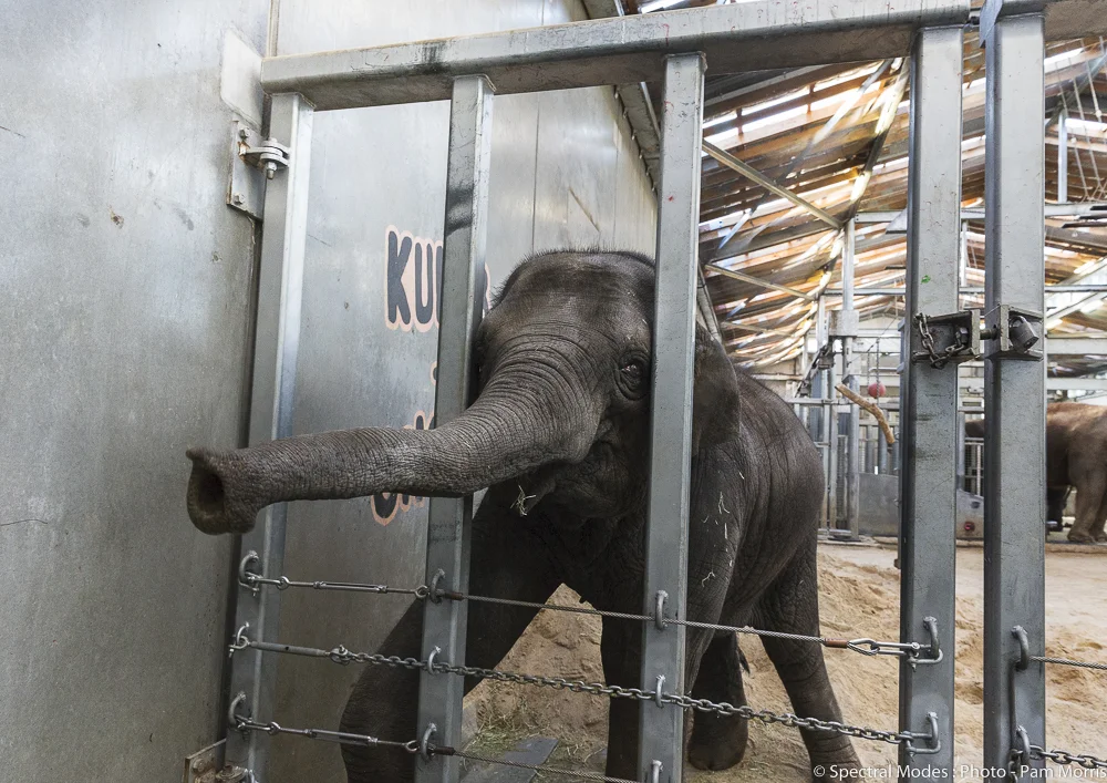 Melbourne Zoo Elephant Enclosure Client: Zoos Victoria Est. Project Budget: $10,000,000 Elephant enclosure and associated structures and civil works
