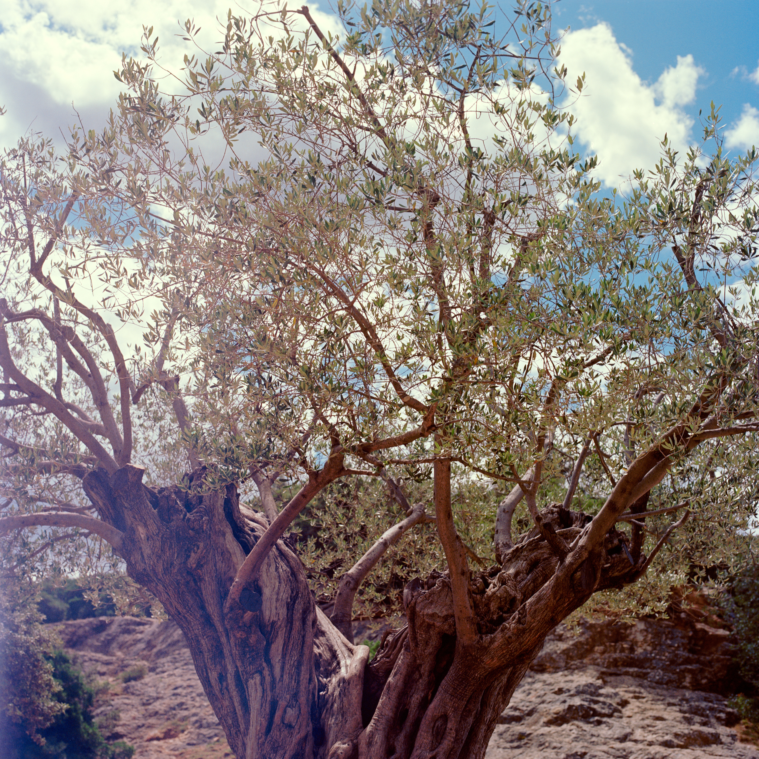   Southern France, Summer 2012  