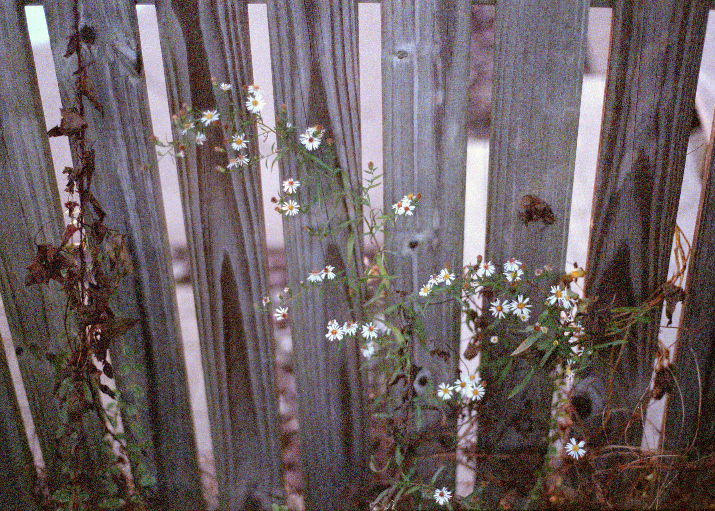  Pennellville, New York, 2011 (35mm) 