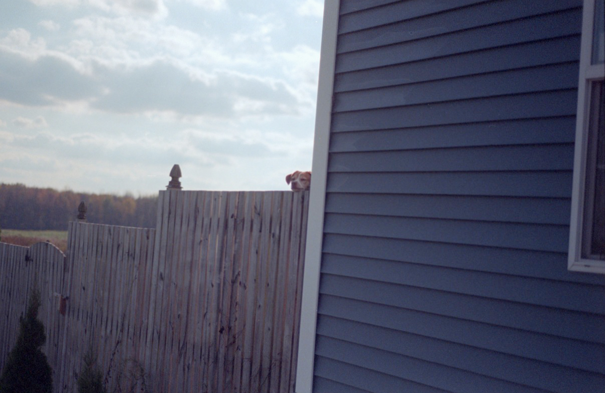 Charlie Peaking Over the Fence