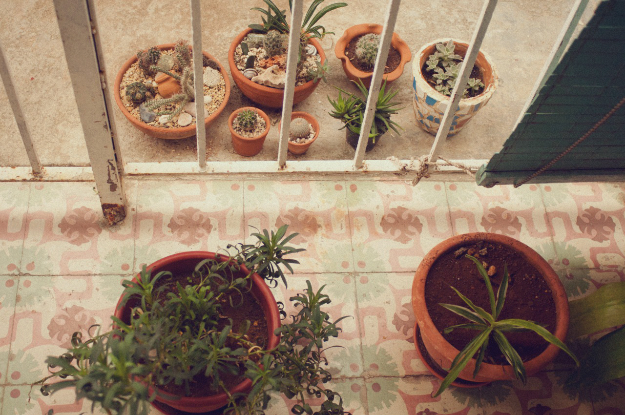 plants at an artist's studio