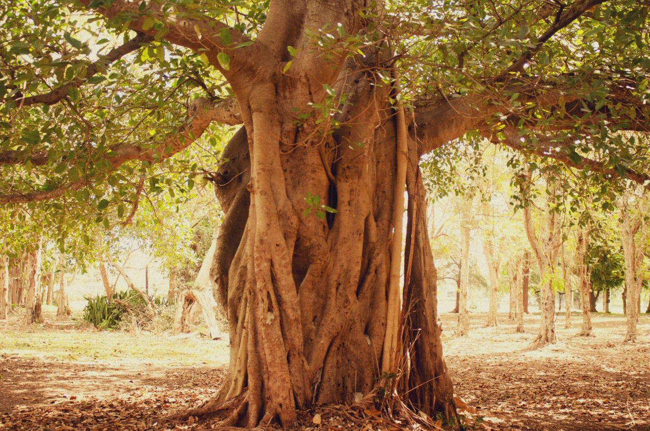 a tree at the Instituto Superior de Artes