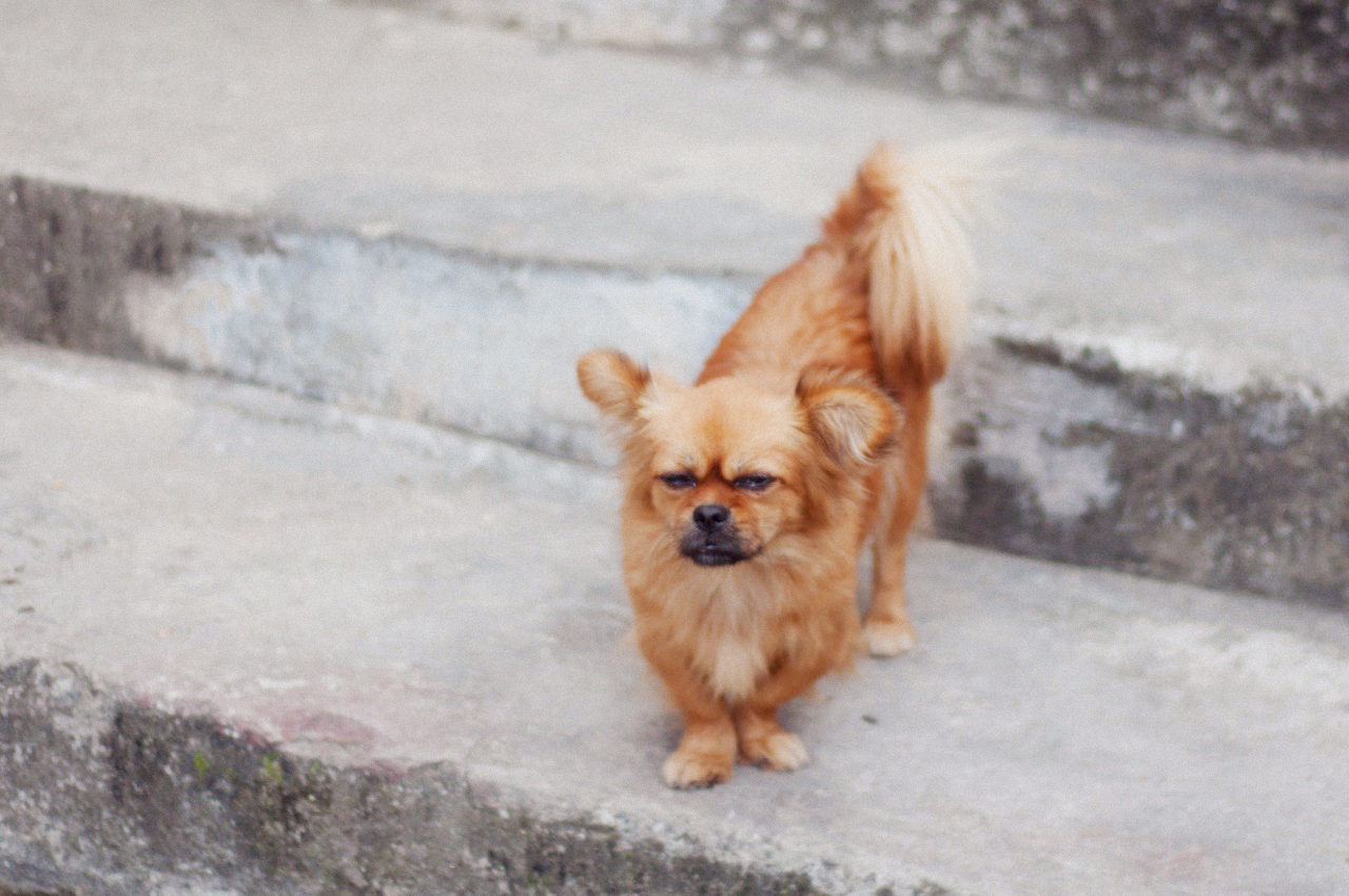 grumpy street dog