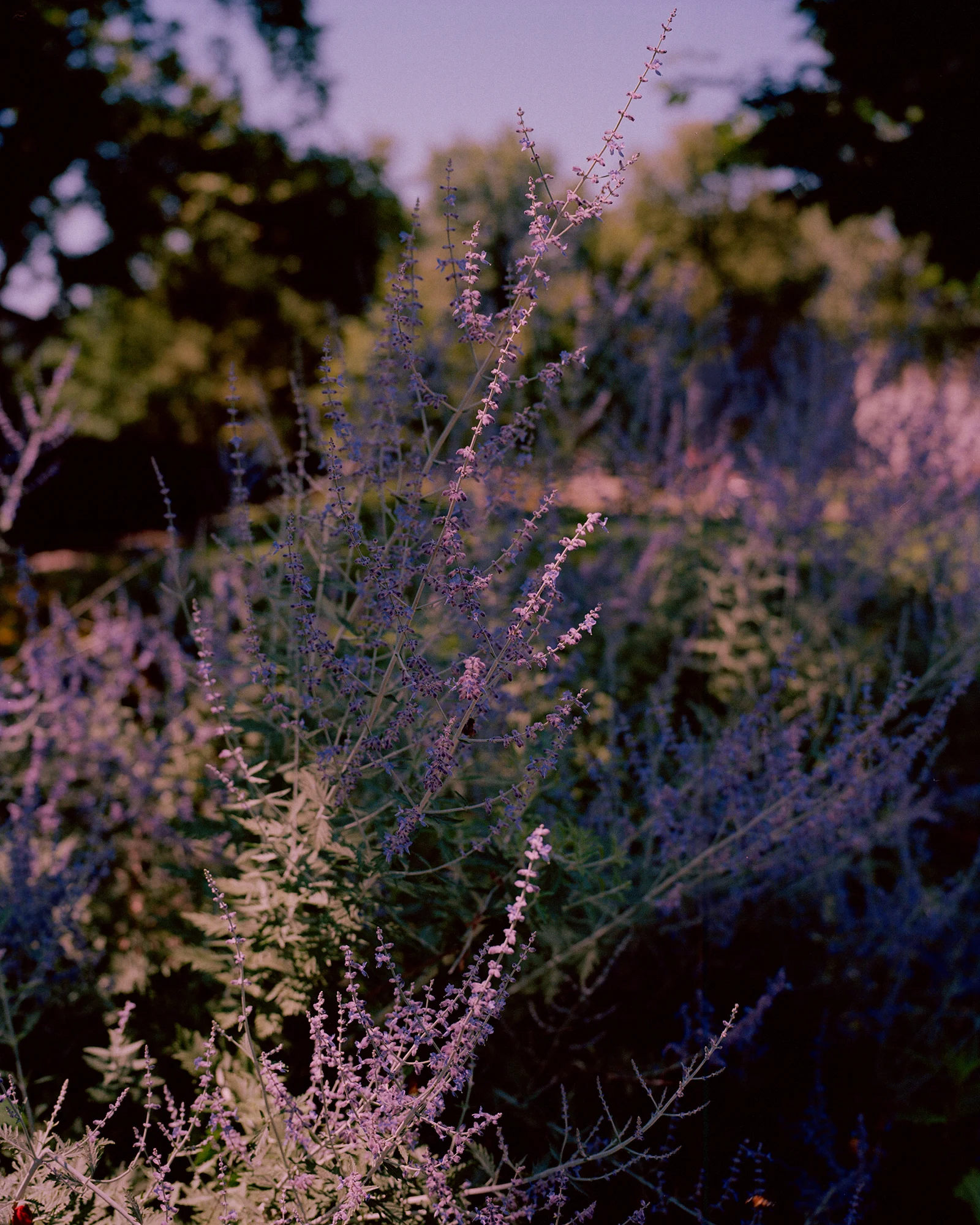 Maria Hernandez Park