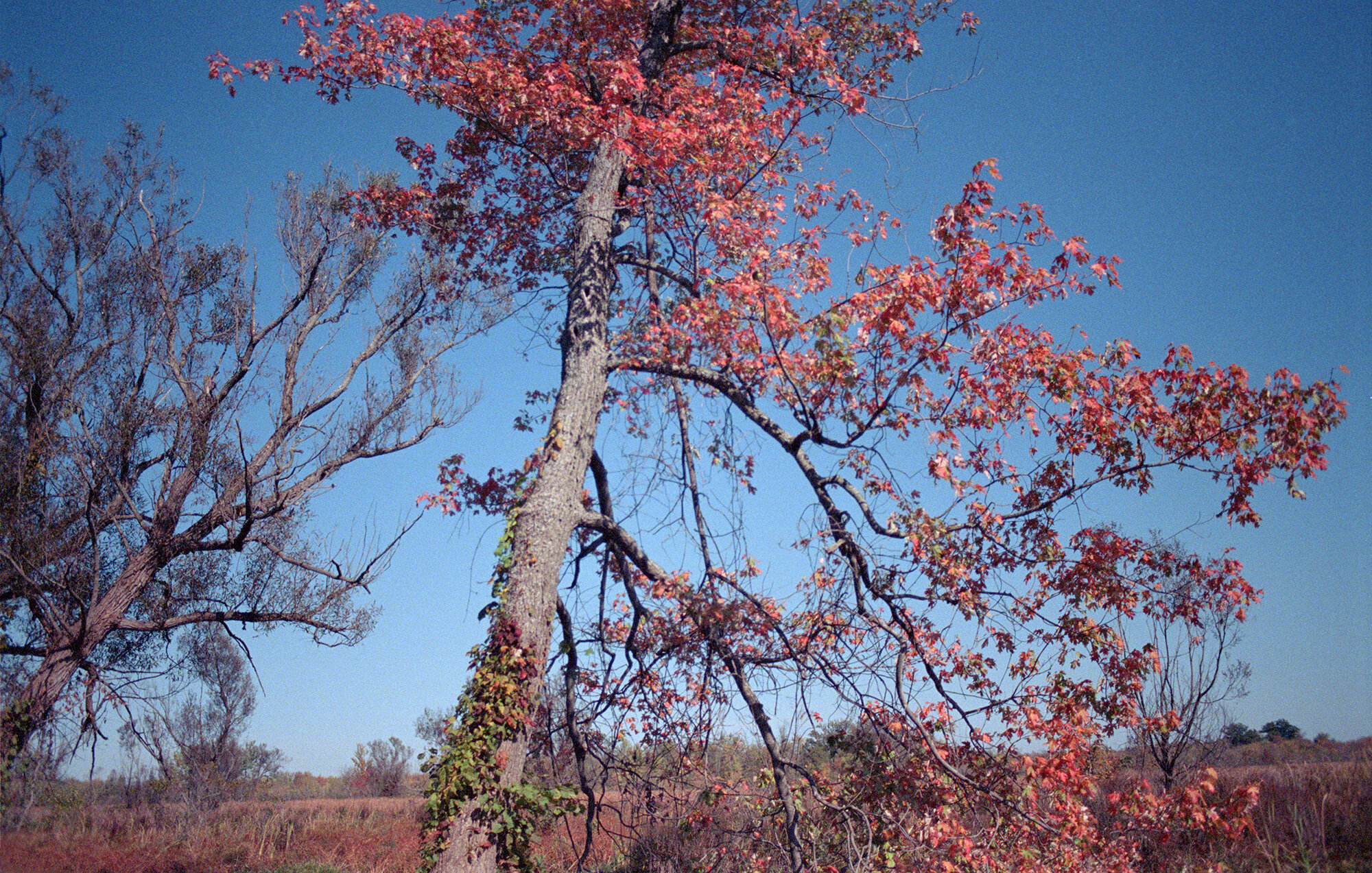 trees on swamp road