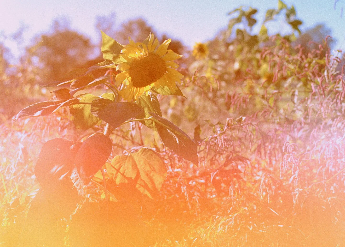 web-sunflower003.jpg