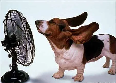 cool_dog.jpg