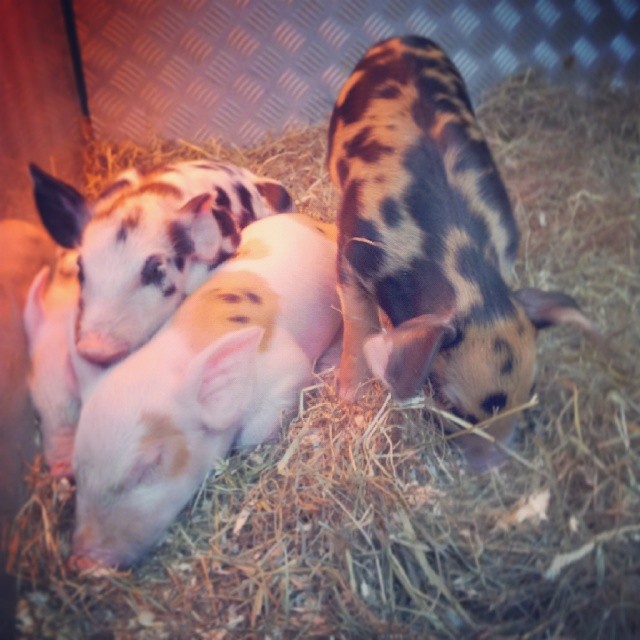 cuties &lt;3 #work #piglets