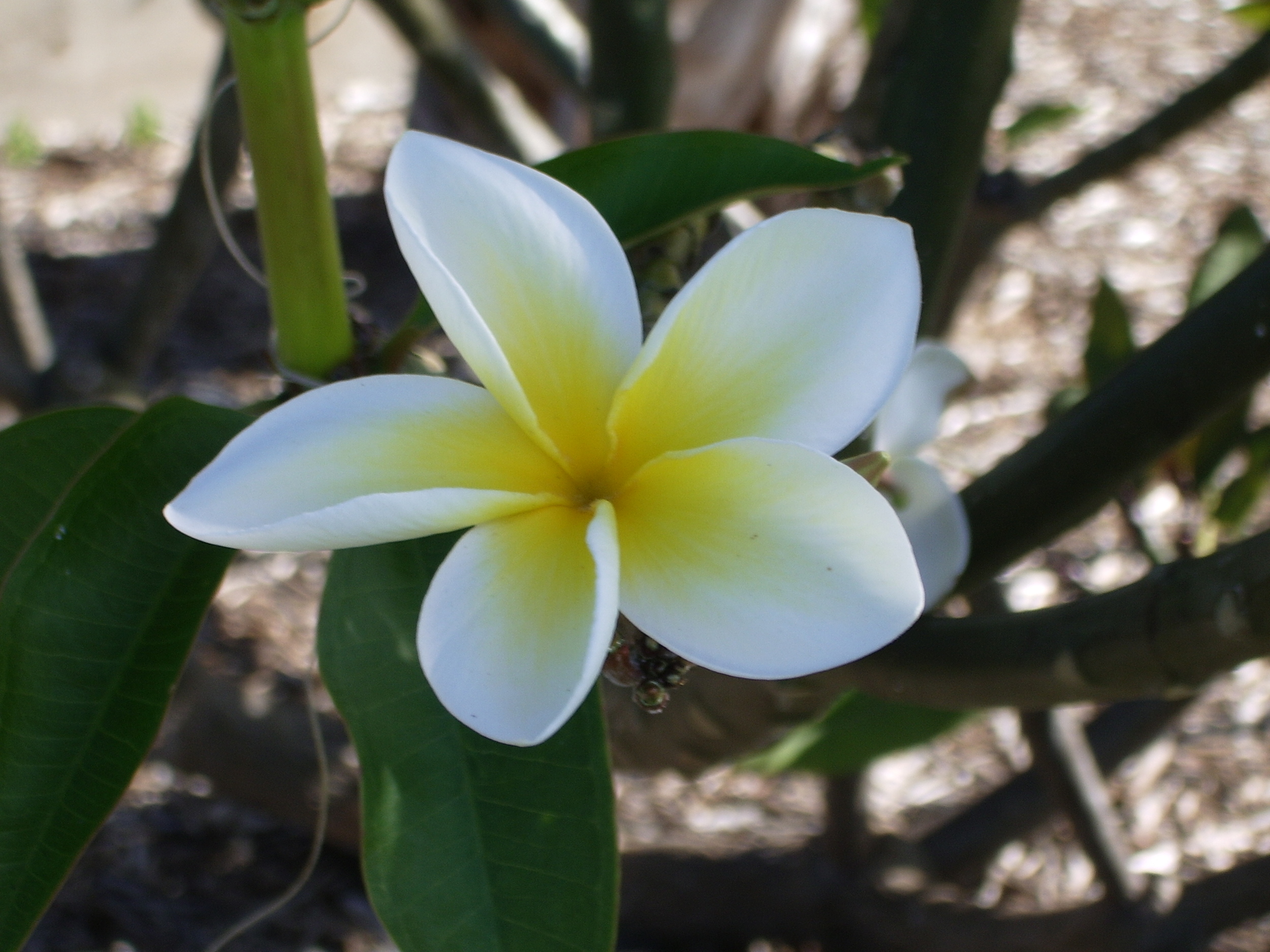 13. plumeria 1.JPG