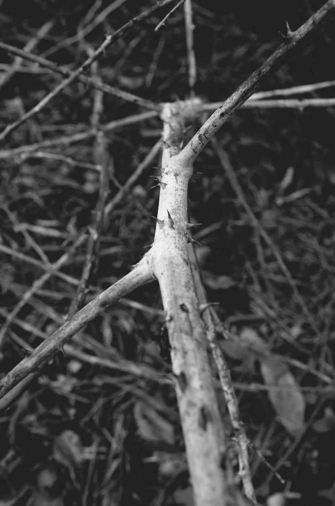 Thorns1.jpg