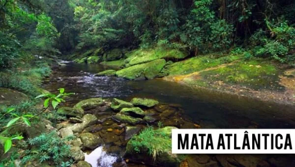 27 de maio é dia Nacional da Mata Atlântica