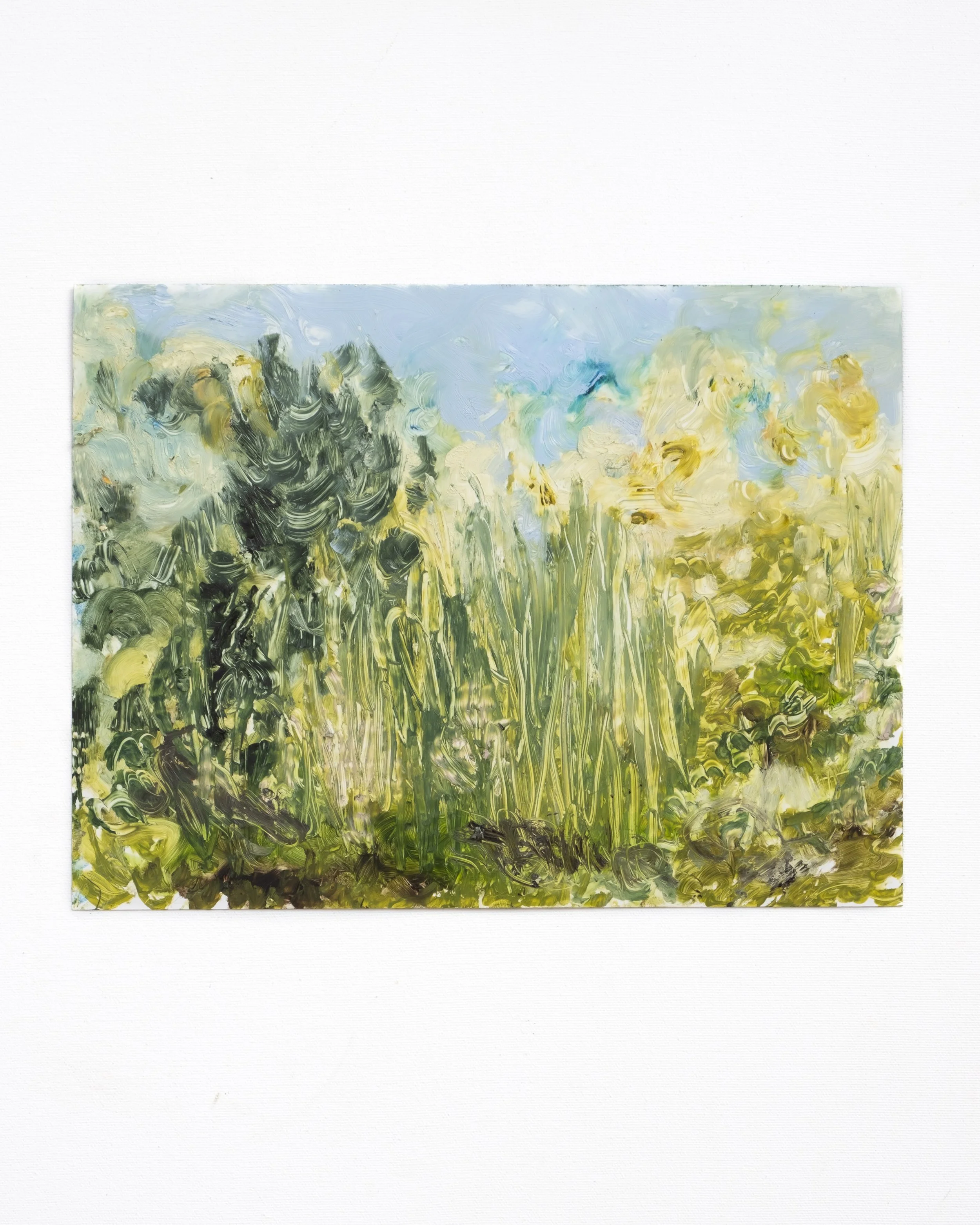 Looking out from the shade (2025)