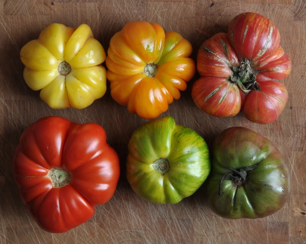 Heirloom Tomatoes 3