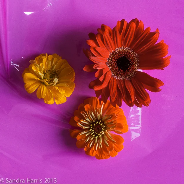 graphic flowers photography styling - Sandra Harris