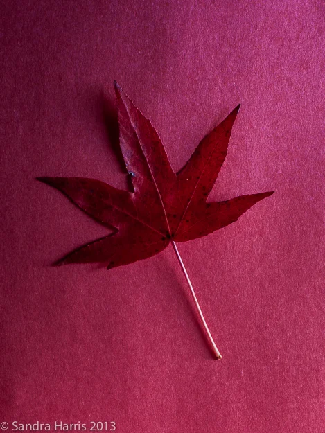 maple leaf fall red graphic