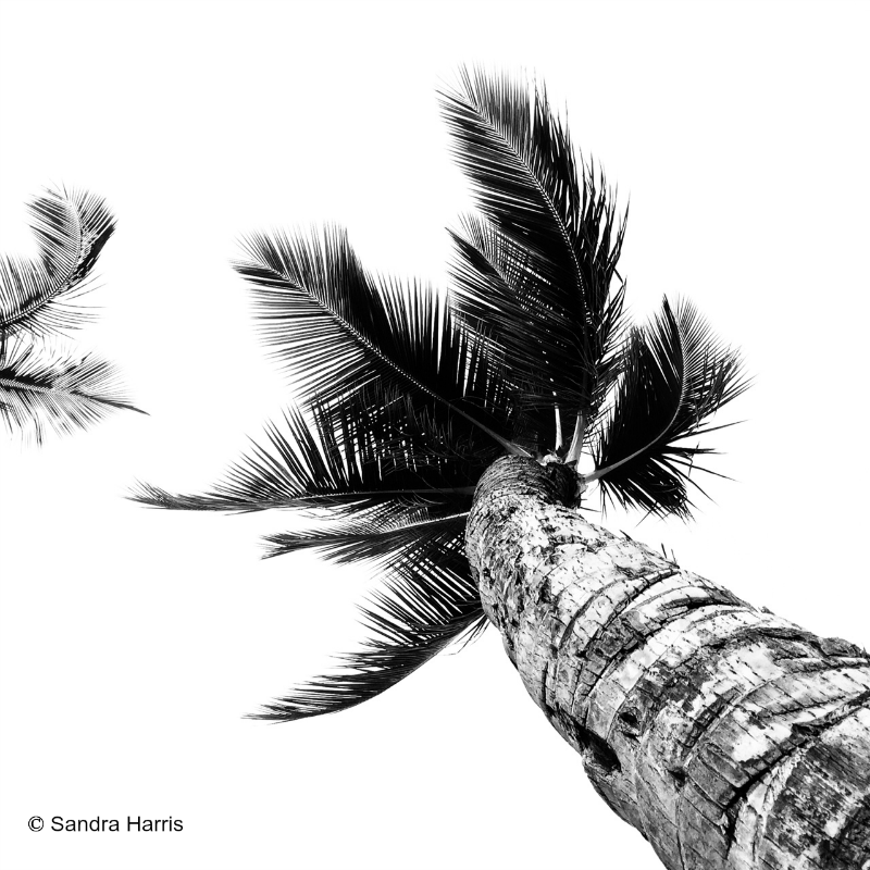 palm trees maui.png