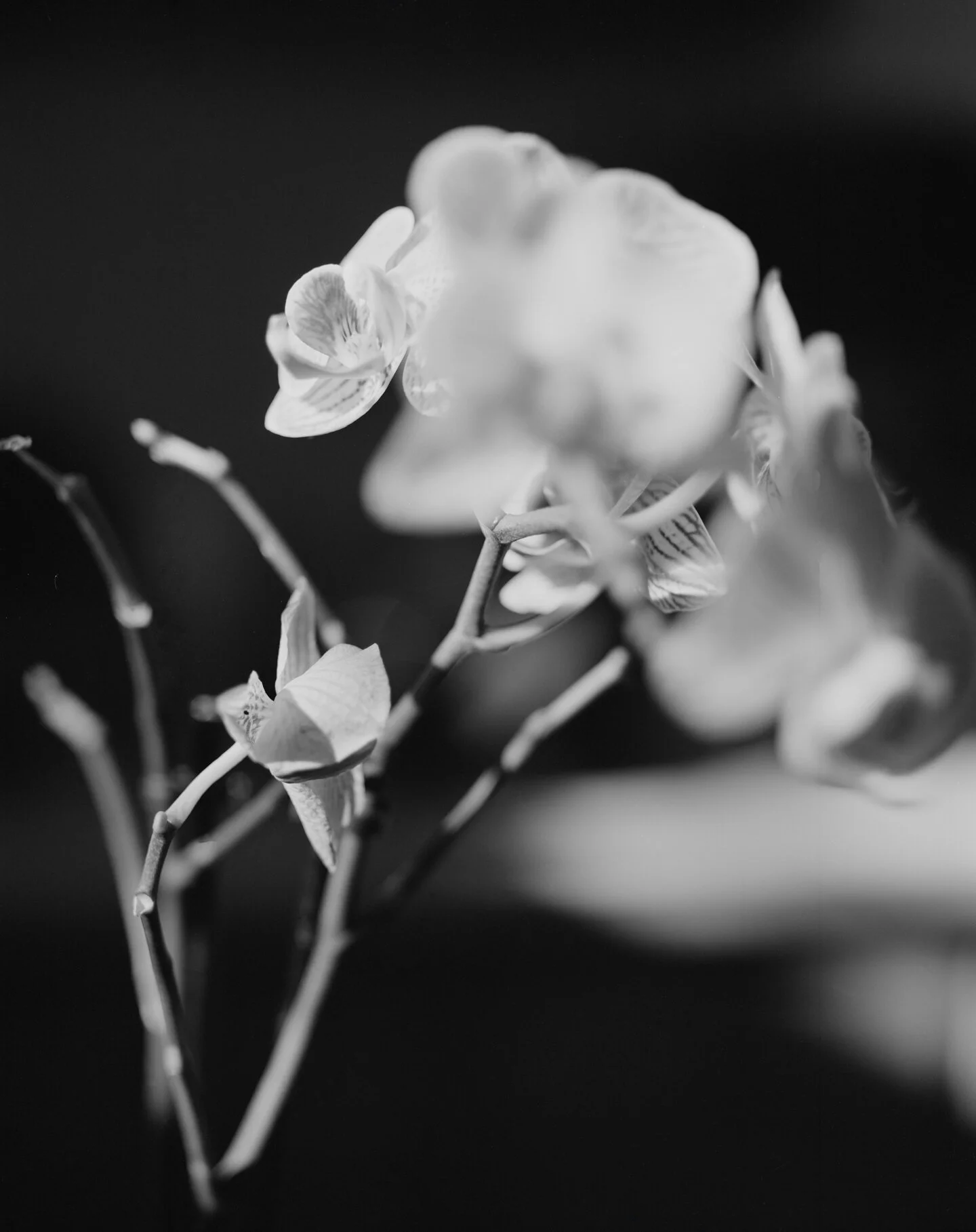 SASHA PHYARS-BURGESS